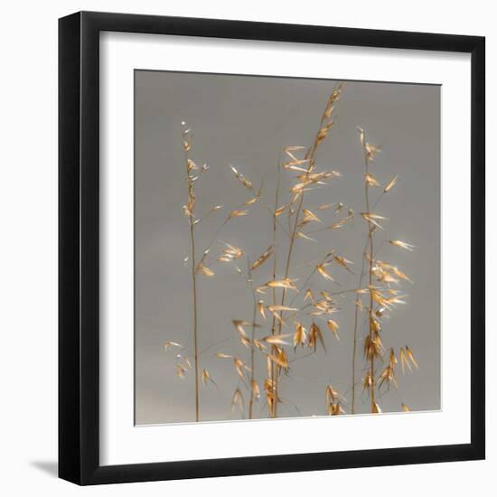 Shimmer-Assaf Frank-Framed Giclee Print