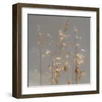 Shimmer-Assaf Frank-Framed Giclee Print