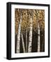 Shimmering Birches 2-Arnie Fisk-Framed Art Print