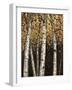 Shimmering Birches 2-Arnie Fisk-Framed Art Print