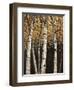 Shimmering Birches 2-Arnie Fisk-Framed Art Print