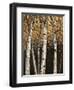 Shimmering Birches 2-Arnie Fisk-Framed Art Print