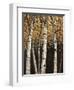 Shimmering Birches 2-Arnie Fisk-Framed Art Print