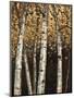 Shimmering Birches 2-Arnie Fisk-Mounted Art Print
