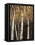 Shimmering Birches 2-Arnie Fisk-Framed Stretched Canvas