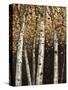 Shimmering Birches 2-Arnie Fisk-Stretched Canvas