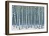 Shimmering Birches-James Wiens-Framed Art Print