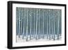 Shimmering Birches-James Wiens-Framed Premium Giclee Print