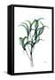 Shimmering Botanical 1-Albert Koetsier-Framed Stretched Canvas