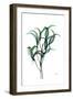 Shimmering Botanical 1-Albert Koetsier-Framed Art Print