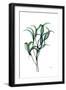 Shimmering Botanical 1-Albert Koetsier-Framed Art Print