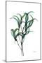 Shimmering Botanical 1-Albert Koetsier-Mounted Art Print