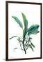 Shimmering Botanical 2-Albert Koetsier-Framed Art Print