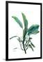 Shimmering Botanical 2-Albert Koetsier-Framed Art Print