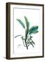 Shimmering Botanical 2-Albert Koetsier-Framed Art Print