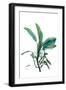 Shimmering Botanical 2-Albert Koetsier-Framed Art Print