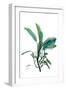 Shimmering Botanical 2-Albert Koetsier-Framed Art Print