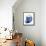 Shimmering Indigo Snail 2-Albert Koetsier-Framed Stretched Canvas displayed on a wall