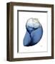 Shimmering Indigo Snail 2-Albert Koetsier-Framed Photo