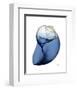 Shimmering Indigo Snail 2-Albert Koetsier-Framed Photo