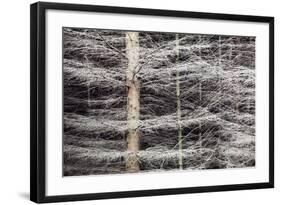 Shimmering Pine Trees in the Nidd Gorge, Knaresborough, Yorkshire, England, United Kingdom, Europe-Mark Sunderland-Framed Photographic Print