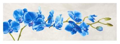 Blue Orchid-Shin Mills-Art Print