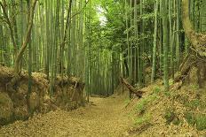 Scilent Stone Garden, Kyoto, Japan-Shin Terada-Photographic Print