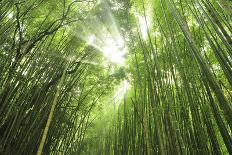 Bamboo grove-Shin Terada-Photographic Print