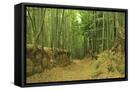 Framed Canvas