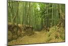 Wood Mount