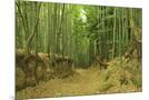 Wood Mount