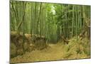 Wood Mount