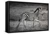 Shinde Camp, Okavango Delta, Botswana, Africa. Young Plains Zebra-Janet Muir-Framed Stretched Canvas