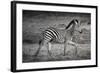 Shinde Camp, Okavango Delta, Botswana, Africa. Young Plains Zebra-Janet Muir-Framed Photographic Print