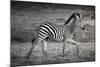 Shinde Camp, Okavango Delta, Botswana, Africa. Young Plains Zebra-Janet Muir-Mounted Photographic Print