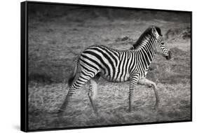 Shinde Camp, Okavango Delta, Botswana, Africa. Young Plains Zebra-Janet Muir-Framed Stretched Canvas
