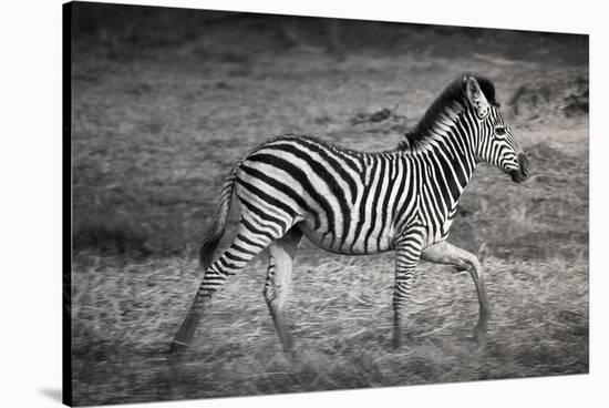 Shinde Camp, Okavango Delta, Botswana, Africa. Young Plains Zebra-Janet Muir-Stretched Canvas