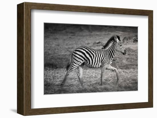 Shinde Camp, Okavango Delta, Botswana, Africa. Young Plains Zebra-Janet Muir-Framed Photographic Print