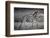 Shinde Camp, Okavango Delta, Botswana, Africa. Young Plains Zebra-Janet Muir-Framed Photographic Print