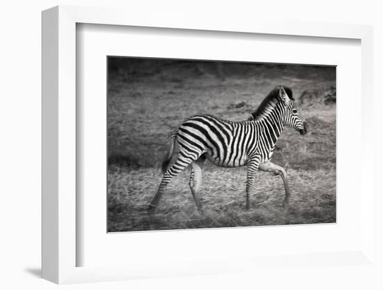 Shinde Camp, Okavango Delta, Botswana, Africa. Young Plains Zebra-Janet Muir-Framed Photographic Print