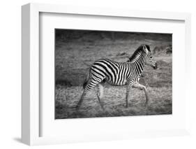 Shinde Camp, Okavango Delta, Botswana, Africa. Young Plains Zebra-Janet Muir-Framed Photographic Print