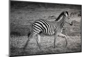 Shinde Camp, Okavango Delta, Botswana, Africa. Young Plains Zebra-Janet Muir-Mounted Photographic Print