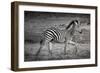 Shinde Camp, Okavango Delta, Botswana, Africa. Young Plains Zebra-Janet Muir-Framed Photographic Print