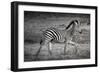 Shinde Camp, Okavango Delta, Botswana, Africa. Young Plains Zebra-Janet Muir-Framed Photographic Print