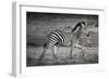 Shinde Camp, Okavango Delta, Botswana, Africa. Young Plains Zebra-Janet Muir-Framed Photographic Print