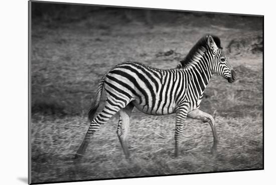 Shinde Camp, Okavango Delta, Botswana, Africa. Young Plains Zebra-Janet Muir-Mounted Photographic Print