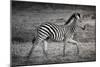 Shinde Camp, Okavango Delta, Botswana, Africa. Young Plains Zebra-Janet Muir-Mounted Photographic Print