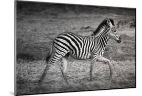 Shinde Camp, Okavango Delta, Botswana, Africa. Young Plains Zebra-Janet Muir-Mounted Photographic Print