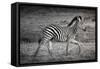 Shinde Camp, Okavango Delta, Botswana, Africa. Young Plains Zebra-Janet Muir-Framed Stretched Canvas