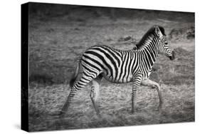 Shinde Camp, Okavango Delta, Botswana, Africa. Young Plains Zebra-Janet Muir-Stretched Canvas